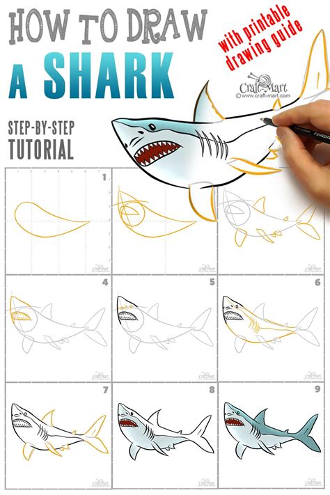 steps to draw a shark