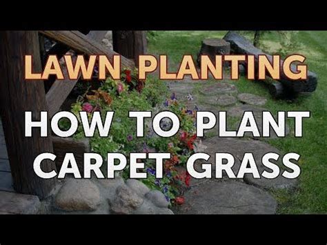 steps to plant carpet grass