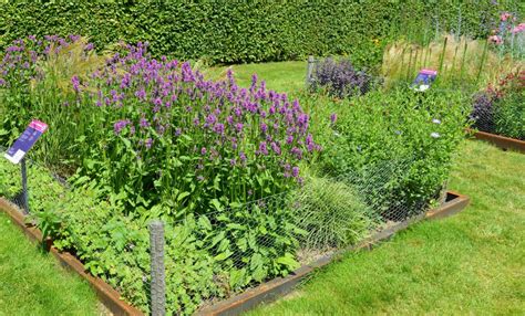 Sterke Borderplanten