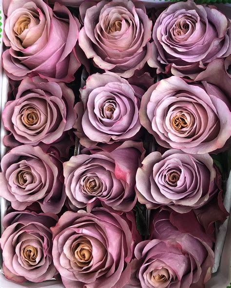 Sterling Roses: The Ultimate Guide to Perfect Blooms