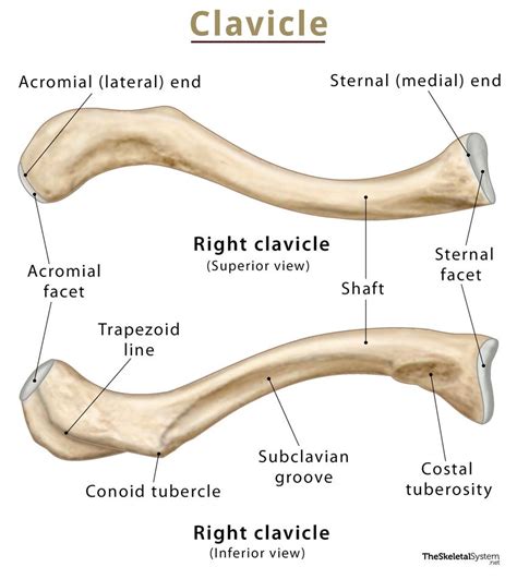 Understanding the Sternal End of Clavicle Injuries and Treatment