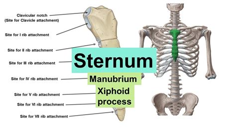 sternum vs manubrium