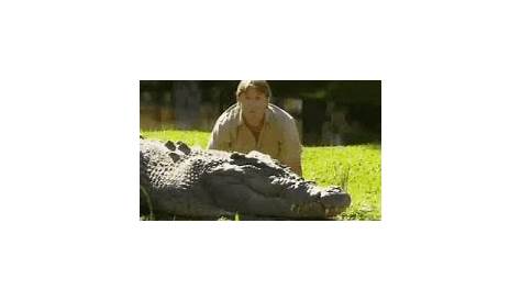PsBattle Steve Irwin feeding a croc