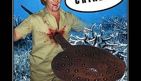 Steve Irwin Memes Stingray About To Touch A Should Punch It Though Just To
