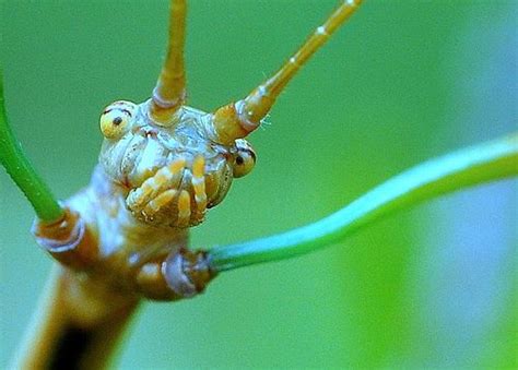 Stick Bug Face