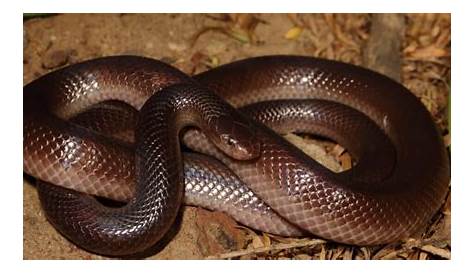 4 Unbelievably Strange Snakes You've Probably Never Heard Of