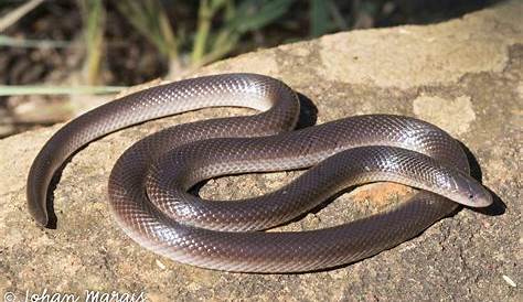 Stiletto Snake Arnold Warns Residents Of Dangerous