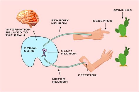 stimulus meaning in science examples