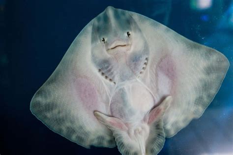 Sting Ray Face