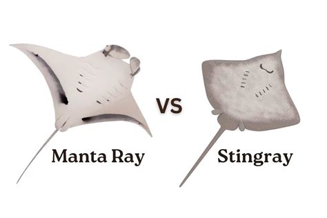 Sting Ray vs Manta Ray Battle of Ocean Giants Unveiled