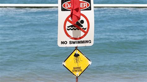 stinger season far north queensland