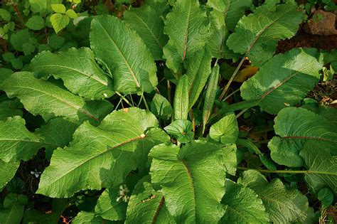 stinging nettle treatment dock leaf