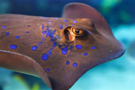 Stingray Close Up