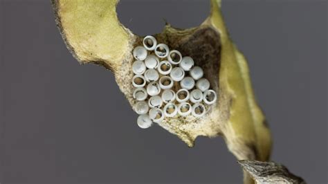 stink bug eggs on window