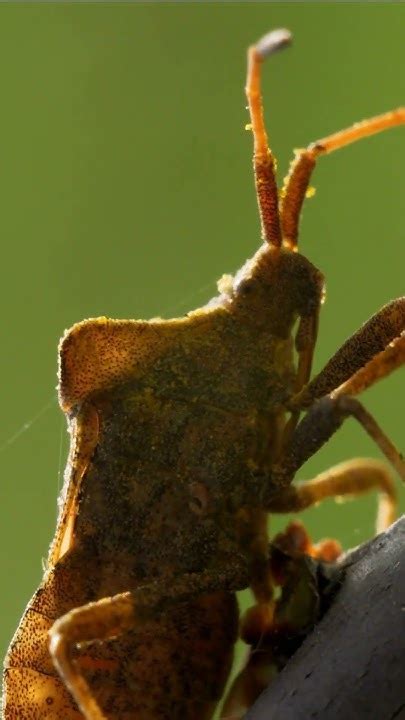 stink bug sound