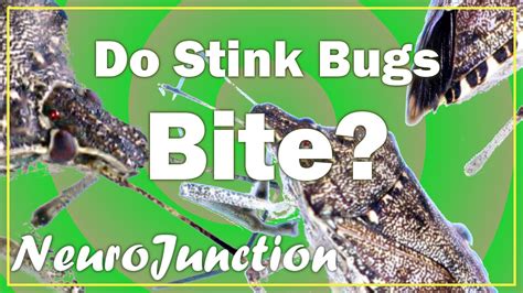 stink bugs do bite