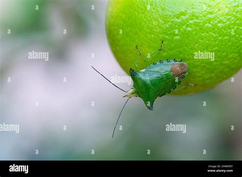 Leaffooted and stink bugs Citrus Pests