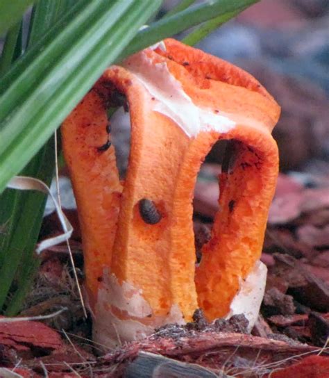 stinky mushrooms that are orange