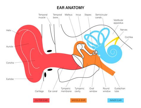 Stirrup Bone Definition And Function