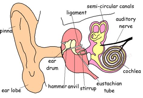 Stirrup Function Ear