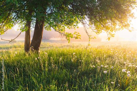 Stock Image Landscape