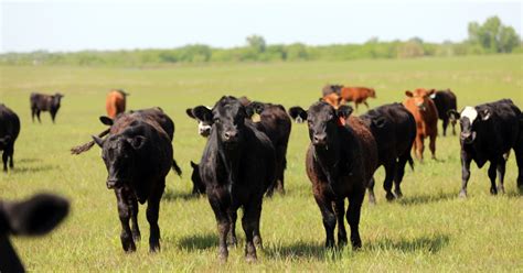 Stocker Cattle Definition