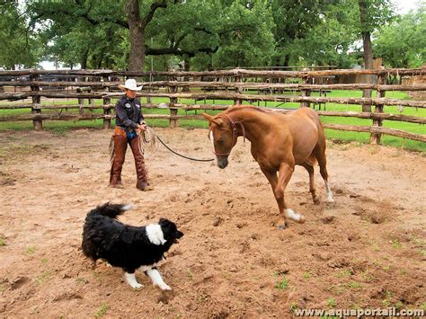 Stocker Yearling Definition