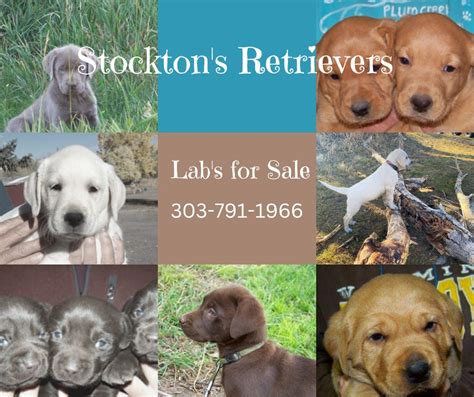stockton retrievers