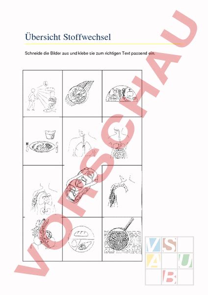 Stoffwechsel Übersicht — Landesbildungsserver BadenWürttemberg