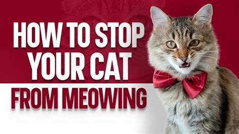 stop cat from meowing