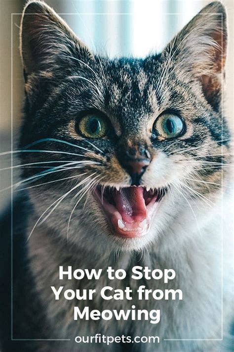 stop cat from meowing all the time