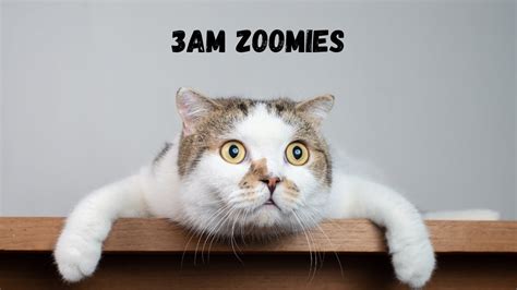 Stop Cat Zoomies