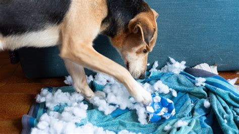 Stop Dog From Digging Couch