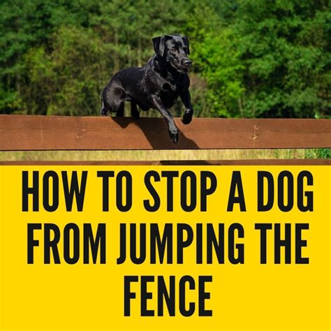 Stop Dog Jumping Fence Harness
