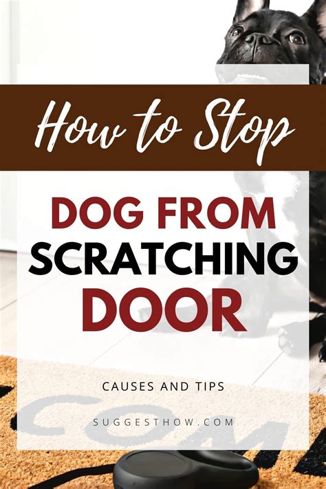 Stop Dog Scratching On Door