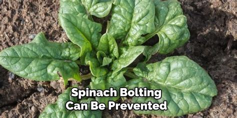 Stop Spinach From Bolting