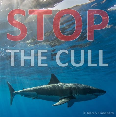 stop the cull of whales