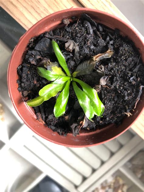 Stop Traps From Growing