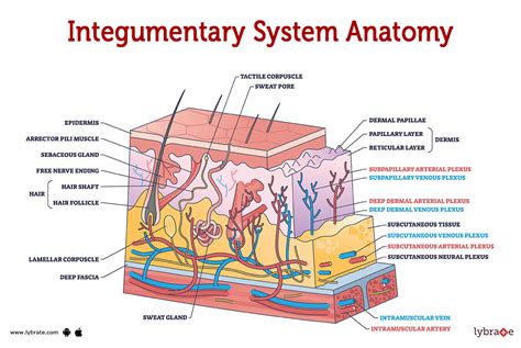 Storage In The Integumentary System Definition