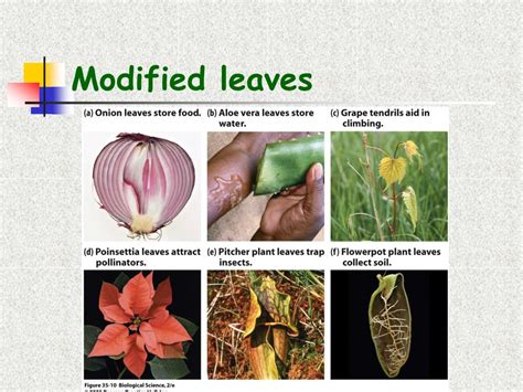 Storage Leaves Examples