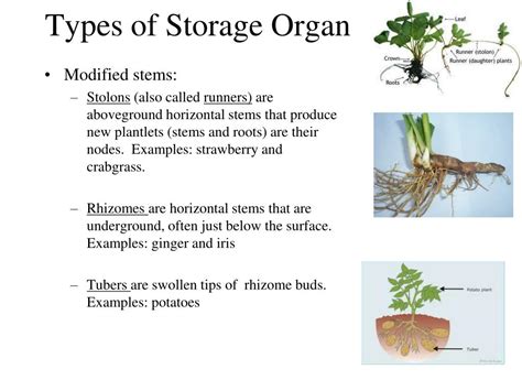 Storage Organs Examples