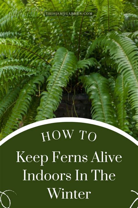 Store Ferns For Winter
