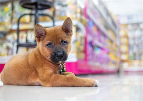 Stores That Allow Dogs Inside