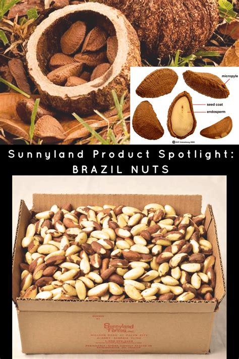 stores that sell brazil nuts