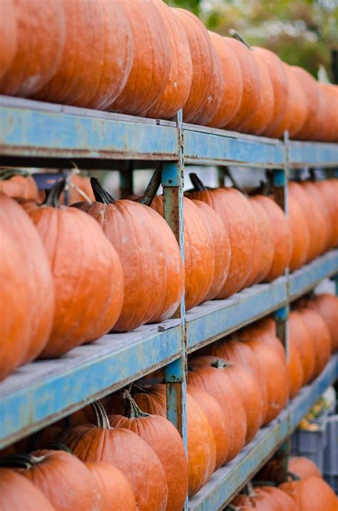 storing pumpkin