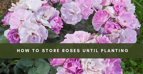 Expert Tips for Storing Roses to Extend Their Lifespan