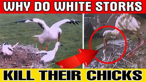Storks Kill Chicks