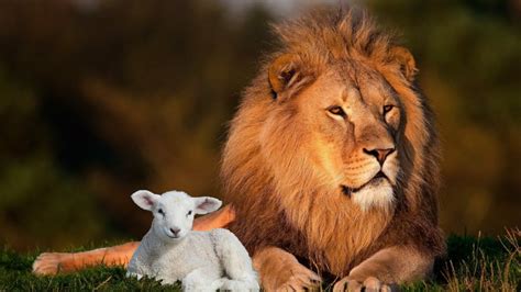 story of the lion and the lamb