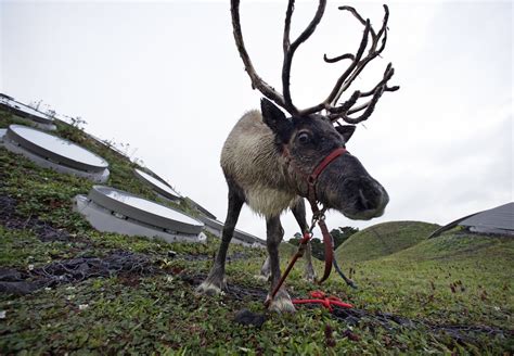 storyworks reindeer are real