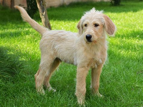 Straight Hair Labradoodle: Everything You Need To Know